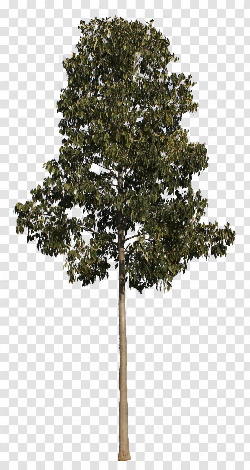 Populus Nigra Tree Plant - Lead - Arbol Transparent PNG