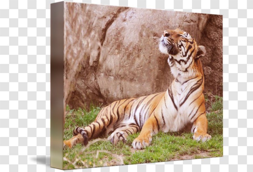 Malayan Tiger Cat Wildlife Terrestrial Animal - Mammal Transparent PNG