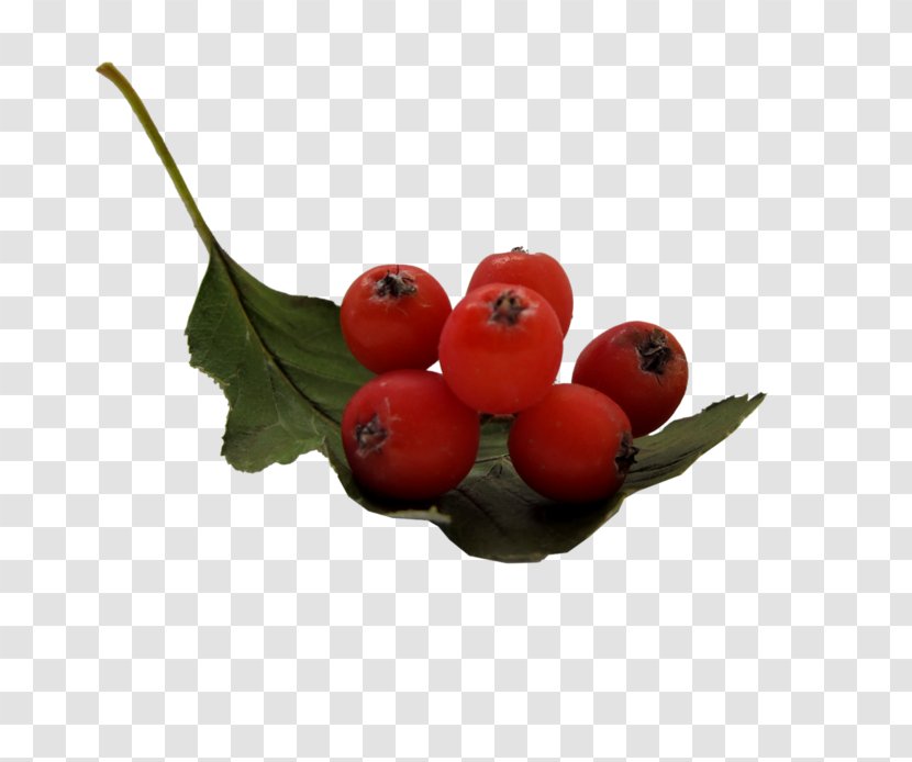 Fruit Image Sharing Cranberry Berries Rose Hip - Plant - Aronia Transparent PNG