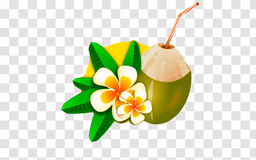 Coconut Transparent PNG