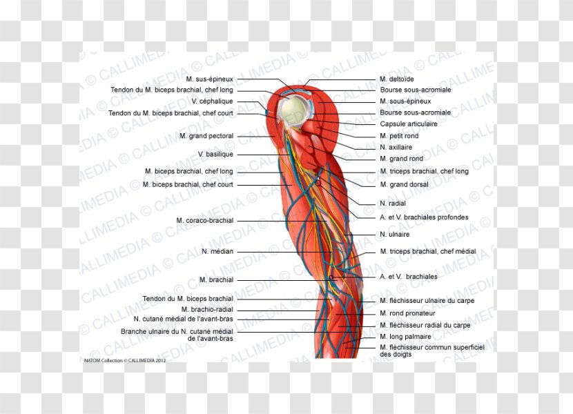 Muscle Nerve Arm Shoulder Elbow - Watercolor Transparent PNG