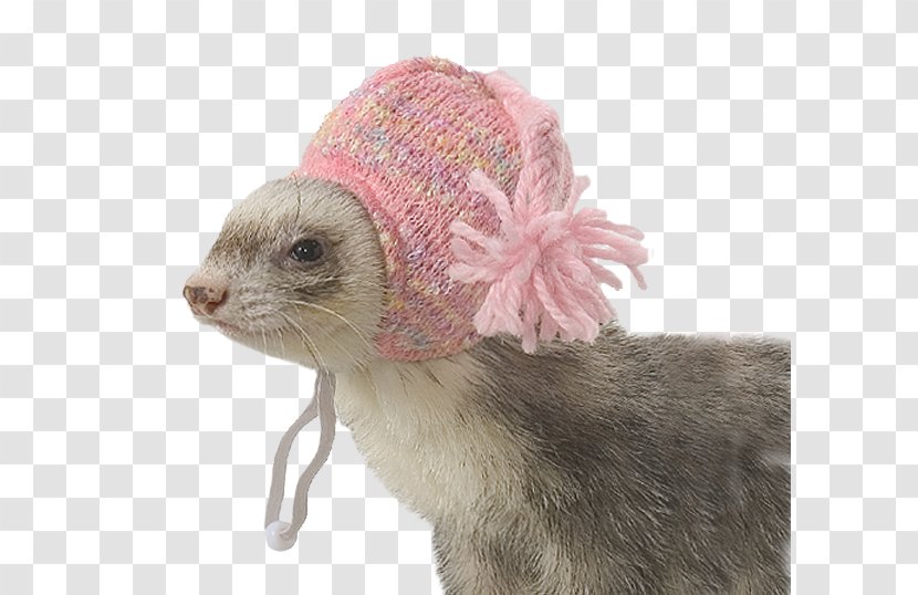 Ferret Marshall Farms Hat Clothing ZuPreem - Mustelinae - Knit Cap Transparent PNG