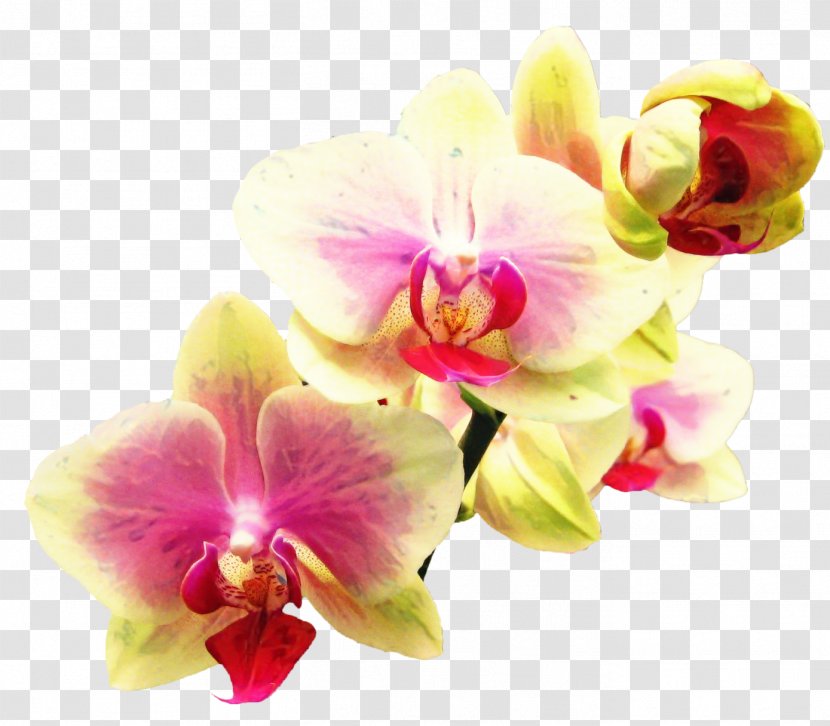 Bouquet Of Flowers Drawing - Moth Orchid - Artificial Flower Euanthe Sanderiana Transparent PNG