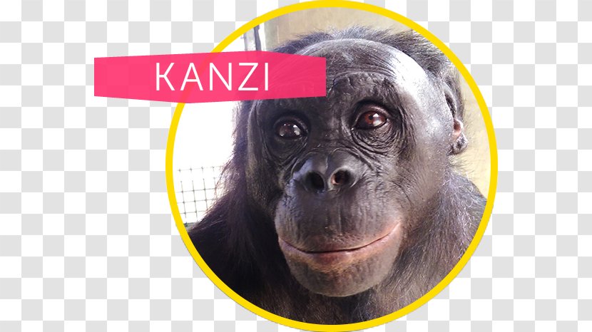 Common Chimpanzee Gorilla Ape Cognition And Conservation Initiative Kanzi Bonobo - Apes Transparent PNG
