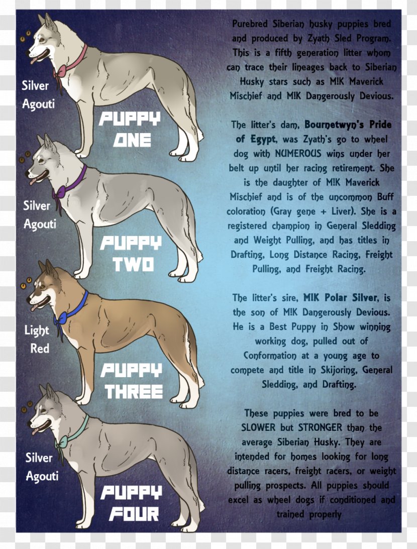 Whippet Italian Greyhound Spanish Sloughi - Carnivoran - Siberian Husky Transparent PNG