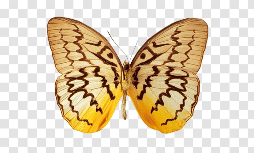 Monarch Butterfly Moth Animation - Watercolor Transparent PNG