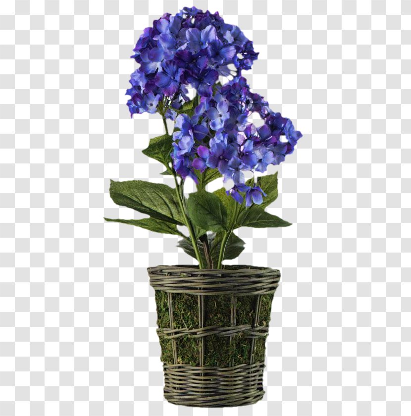 Hydrangea Bellflower Flowerpot Cut Flowers - Plant - Flower Transparent PNG