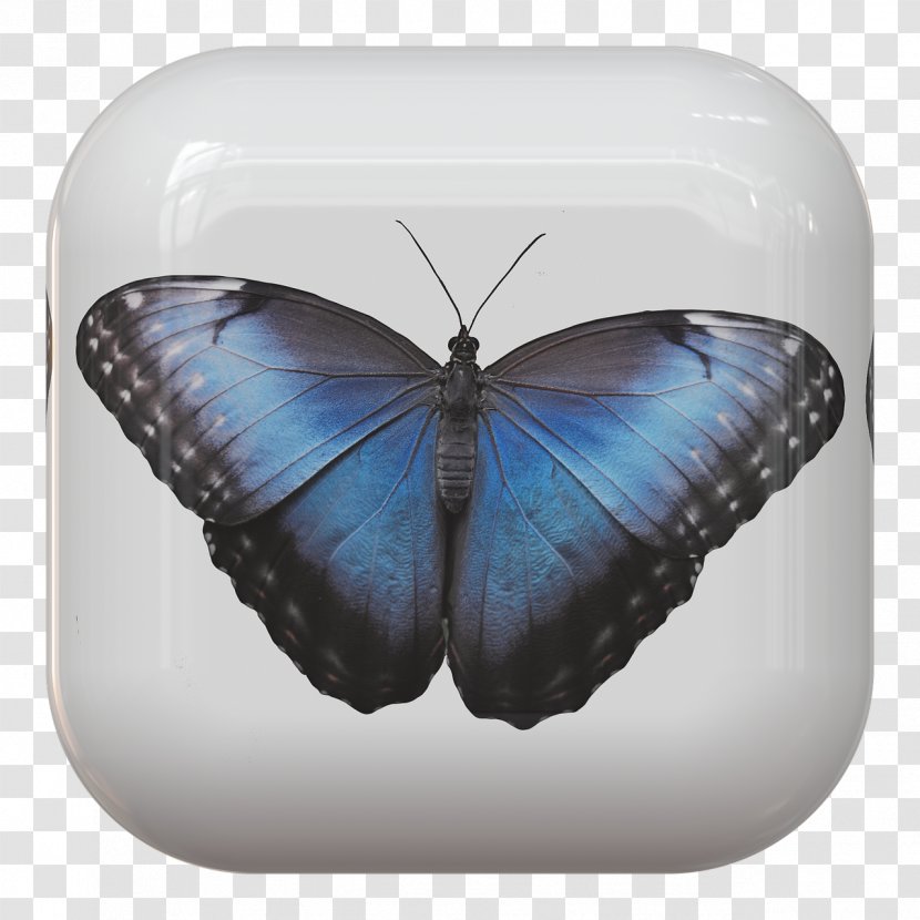 Nymphalidae Monarch Butterfly Insect Papillon Dog - Pollinator Transparent PNG