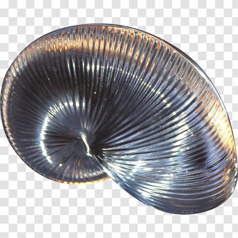 Cockle Clam Mussel Oyster Scallop - Conch Transparent PNG