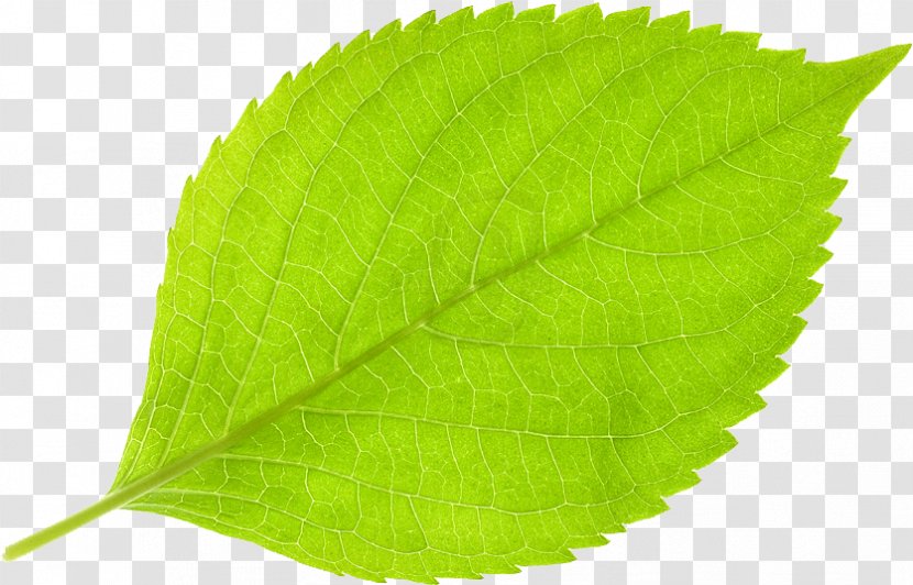 Leaf Deciduous - Paper Clip Transparent PNG