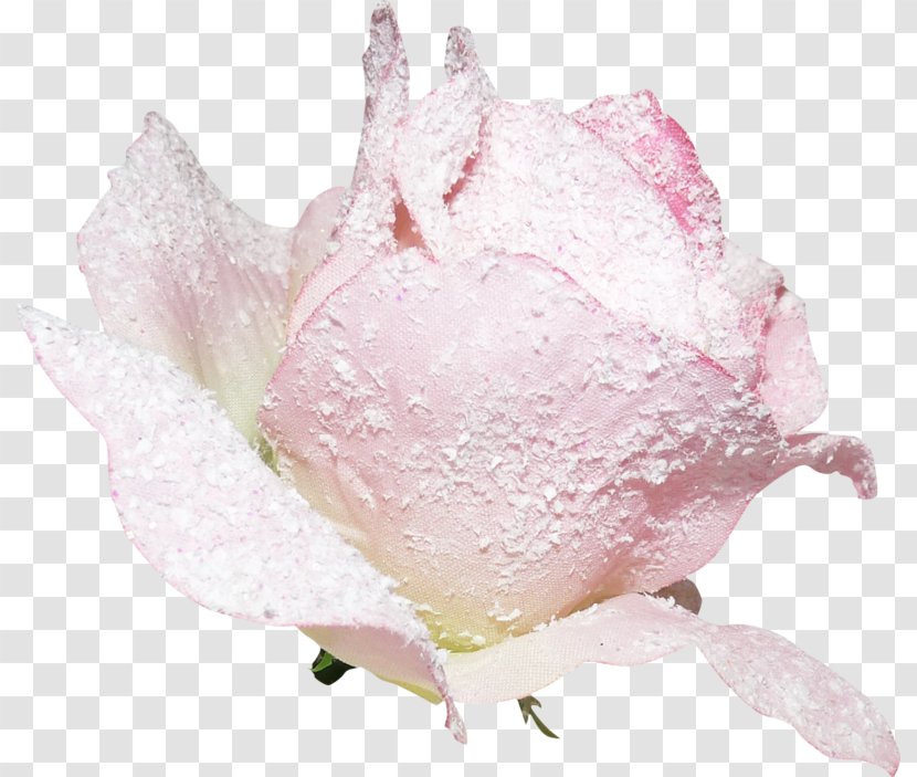 Pink Red Green - Rose Transparent PNG