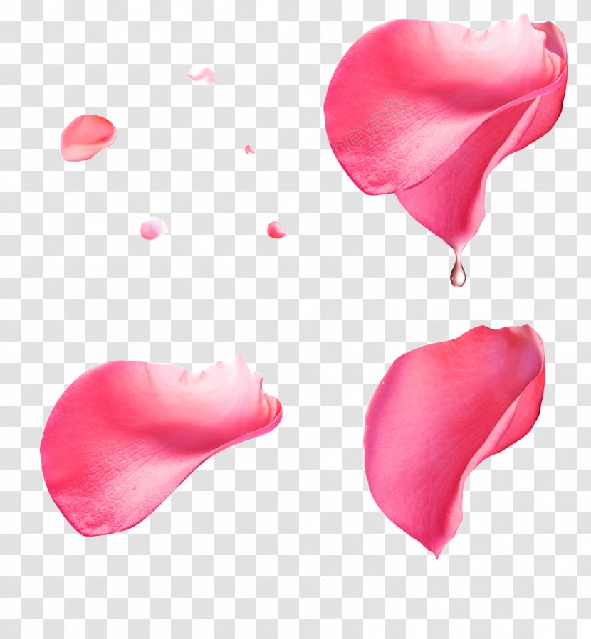 Petal Clip Art Rose Image - Beauty Transparent PNG