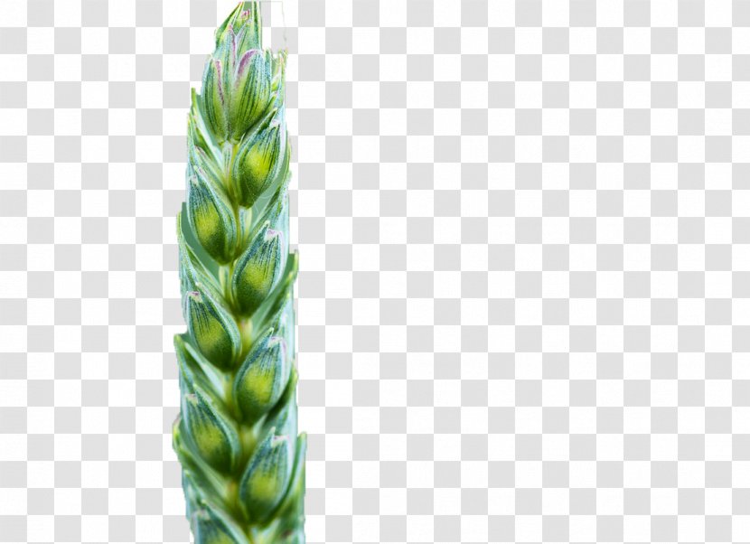 Creative Rice Cereal Oryza Sativa - Plant Transparent PNG