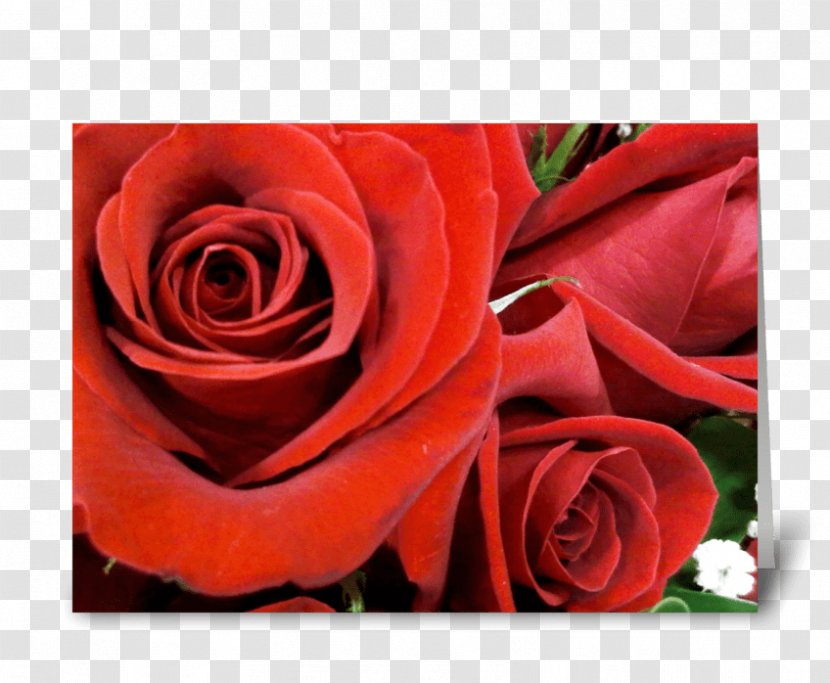Garden Roses Floribunda Floral Design Cut Flowers - Flowering Plant - Anniversary Red Greeting Card Transparent PNG