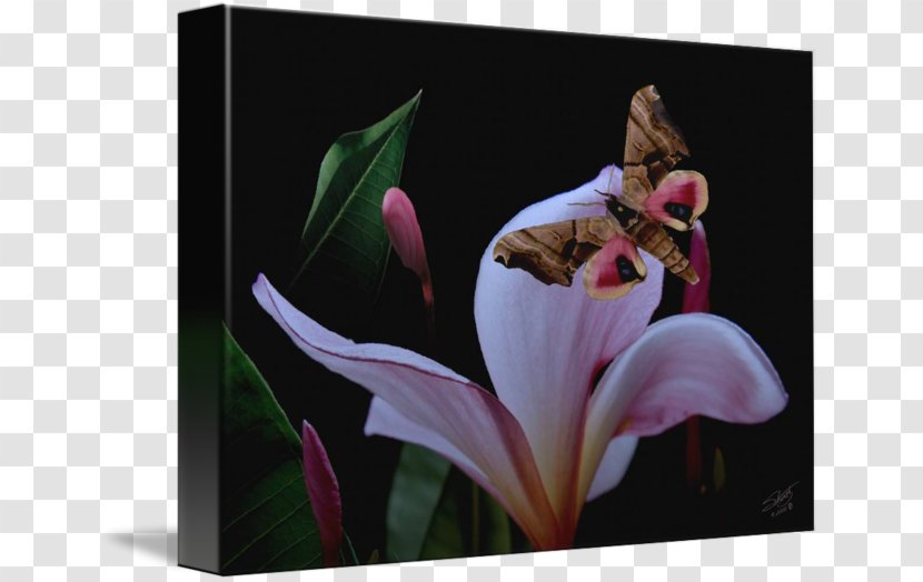 Flowering Plant Insect Petal Pollinator - Plumeria Transparent PNG