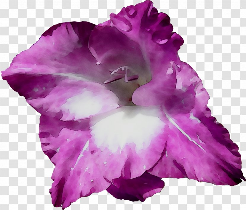 Gladiolus Herbaceous Plant Cattleya Orchids Plants - Petal Transparent PNG