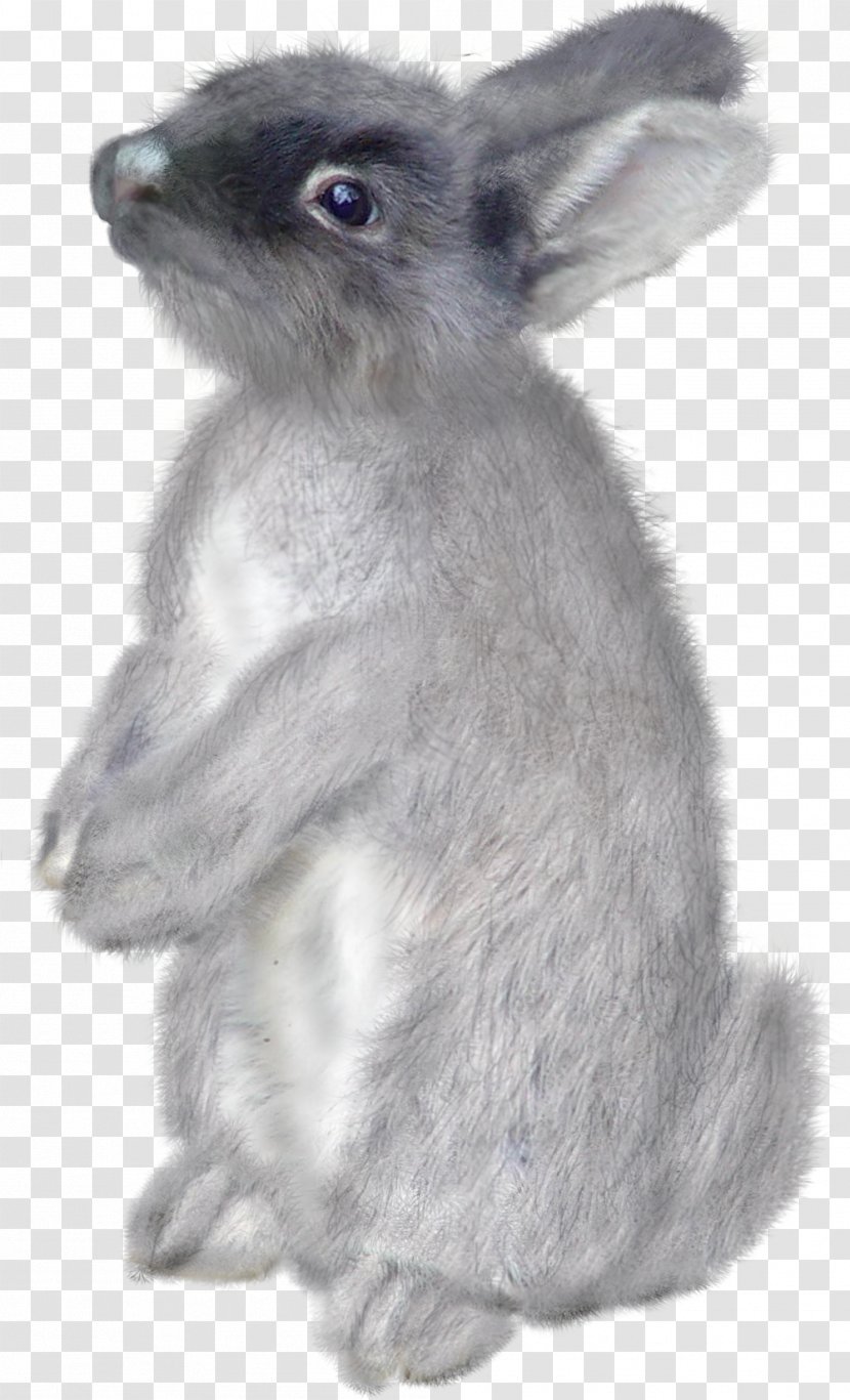 Domestic Rabbit Hare Easter Bunny - Animal - Cartoon Transparent PNG