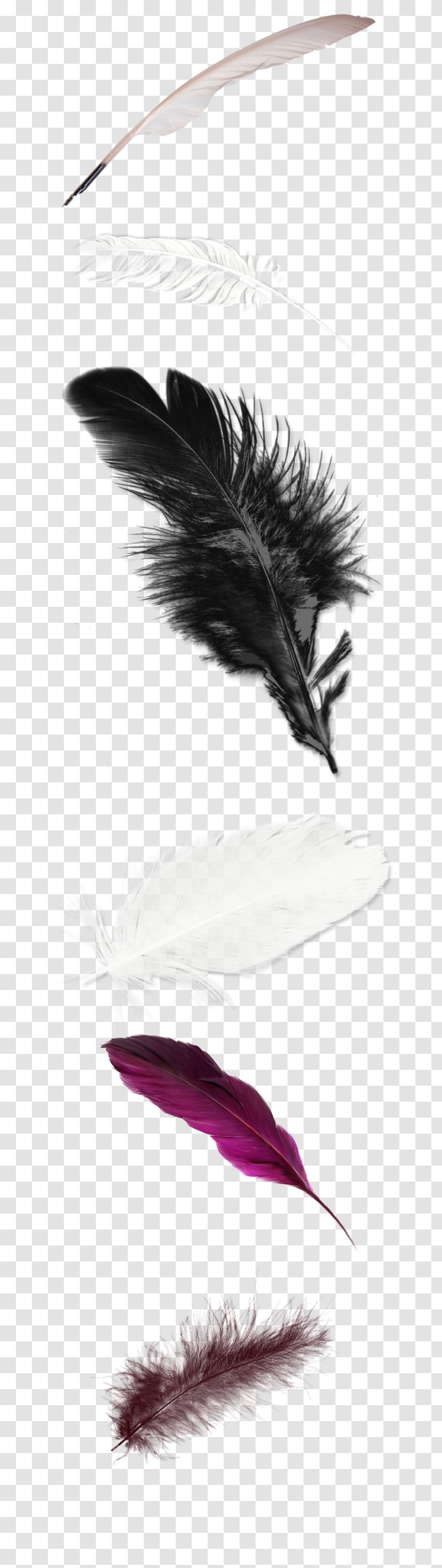 White Feather - Wing - Feathers Transparent PNG