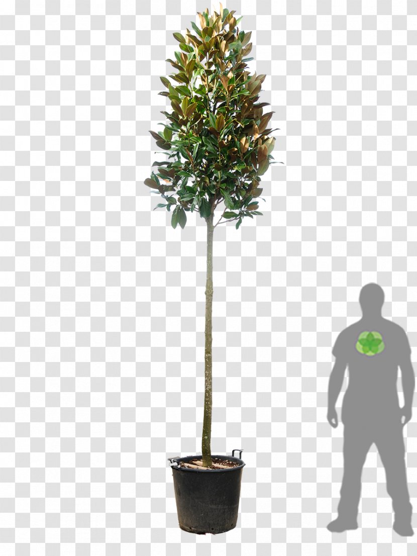 Tree Evergreen Southern Magnolia Red Tip Photinia Hedge Transparent PNG