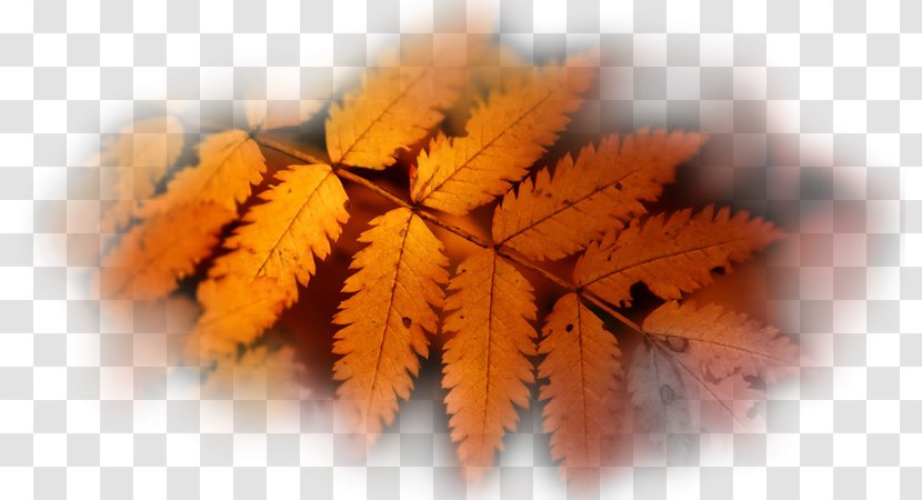 Autumn Leaf Color Desktop Wallpaper High-definition Television - 8k Resolution Transparent PNG