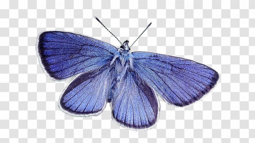 Blue Stock Photography - Butterfly Transparent PNG