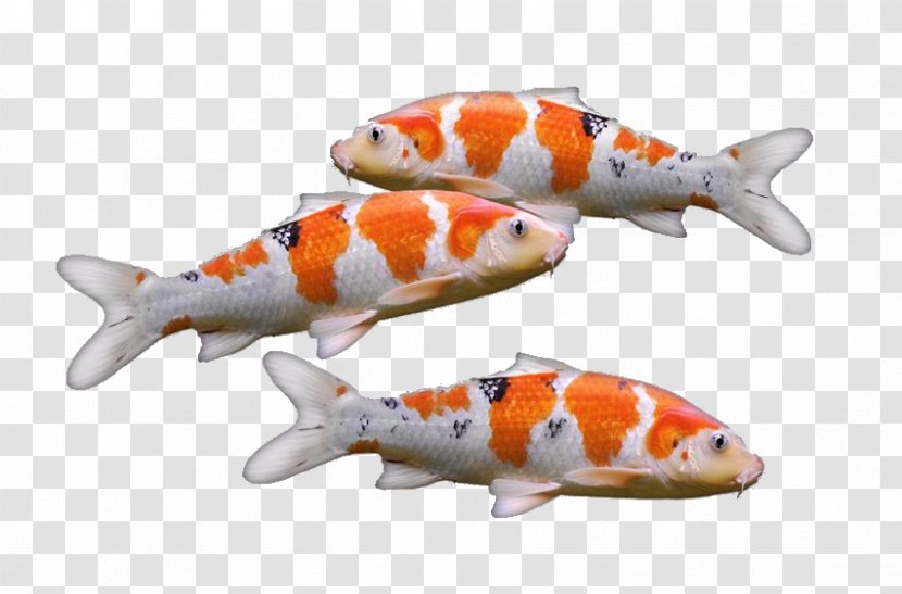 Koi Goldfish Carp Aquarium - Fish Transparent PNG