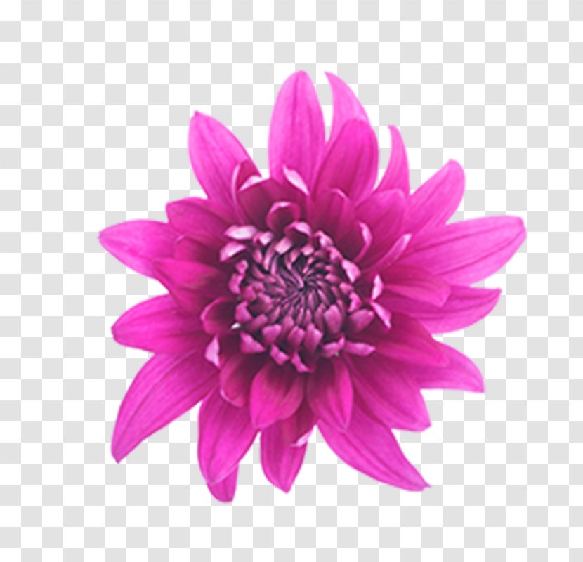 Dahlia Cut Flowers Cornflower Pink - Flower Transparent PNG