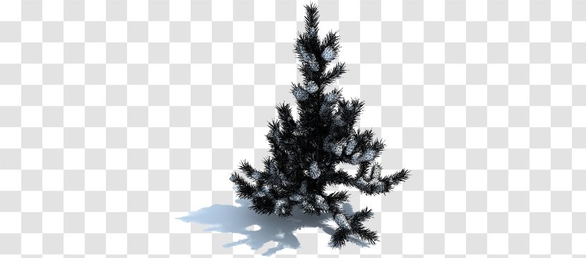 Spruce Fir Tree Transparent PNG