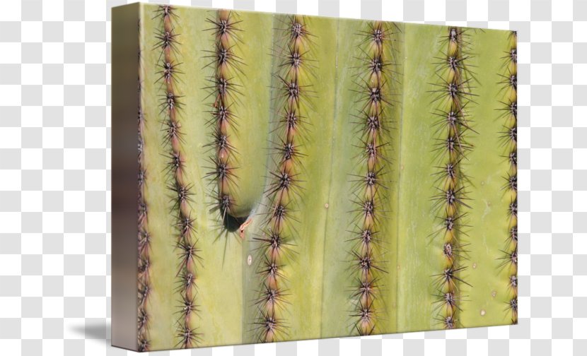 Cactaceae Citroën Cactus M Saguaro - Painting Transparent PNG