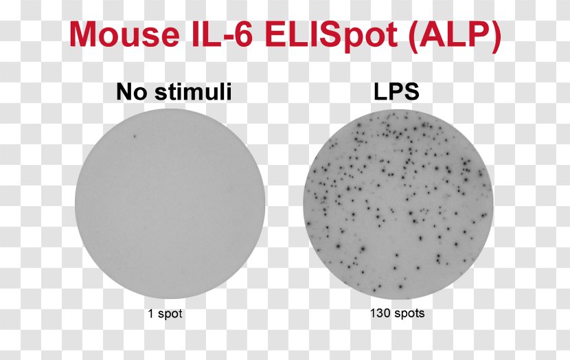 ELISPOT Granzyme Peripheral Blood Mononuclear Cell Interferon Gamma Secretion - T Transparent PNG