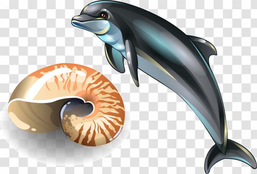 Seashell Drawing Shellfish Royalty-free - Dolphin Vector Elements Transparent PNG