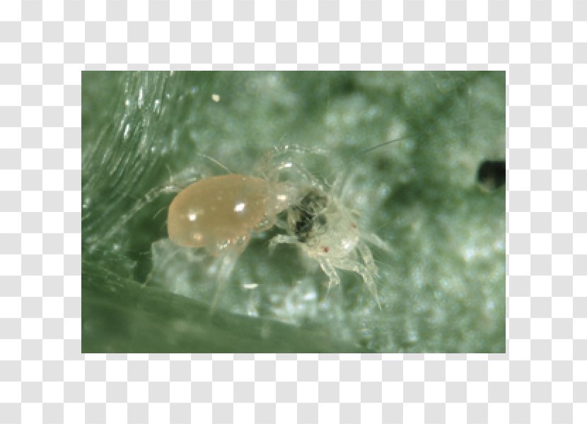 Insect Amblyseius Californicus Biological Pest Control Spider Mite - Tetranychus Urticae Transparent PNG