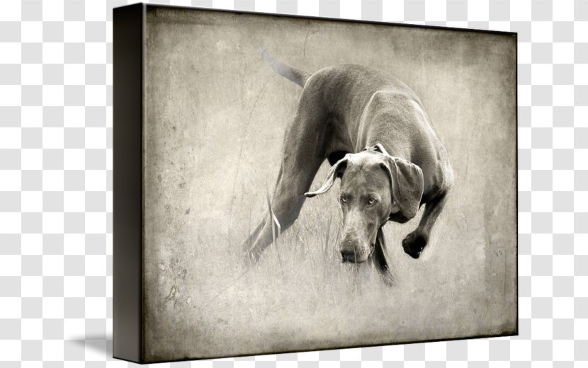 Dog Breed Weimaraner Whippet Italian Greyhound Puppy Transparent PNG