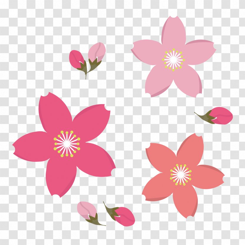 Frangipani Drawing Clip Art - Flowering Plant - Cherry Blossoms Transparent PNG