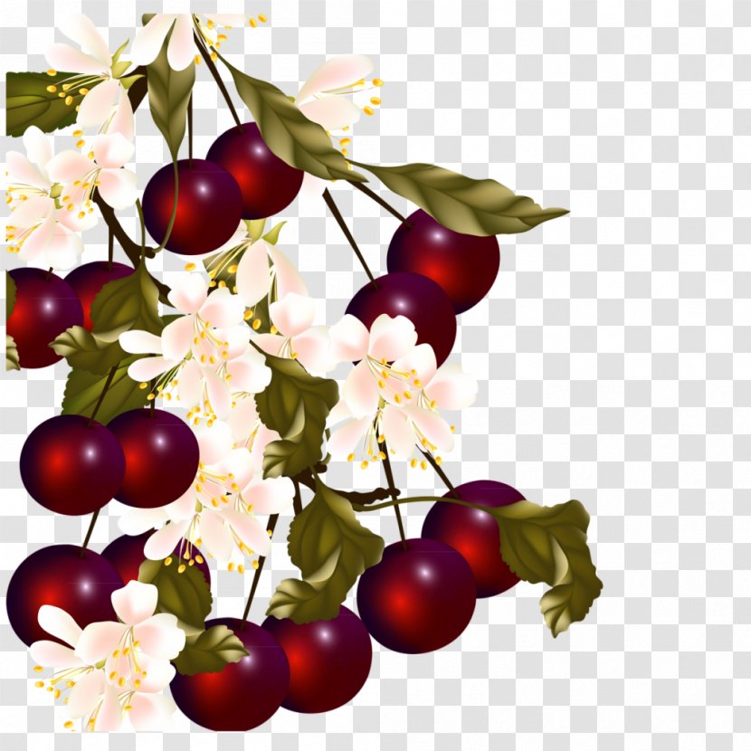Cherry Cerasus Vecteur Transparent PNG