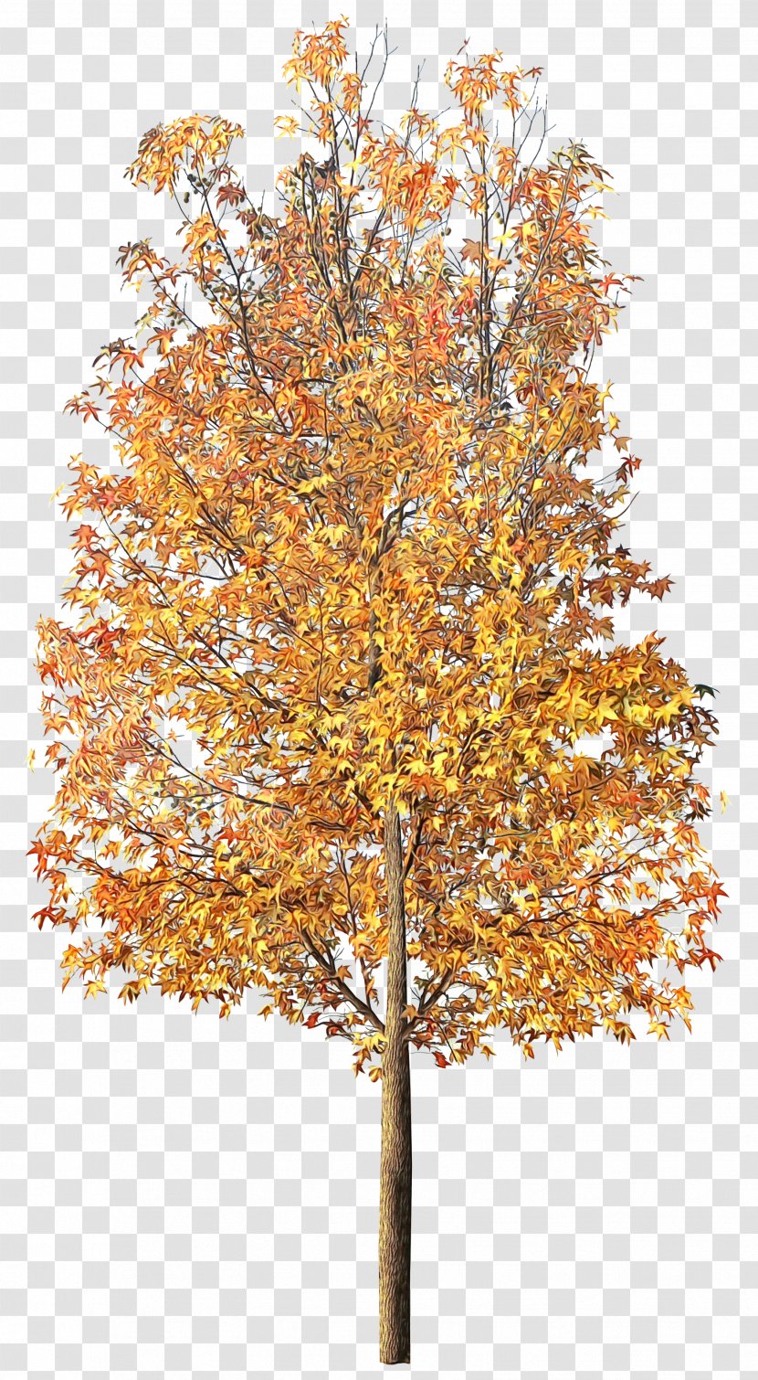 Red Maple Tree - Branch - Pine Temperate Broadleaf And Mixed Forest Transparent PNG