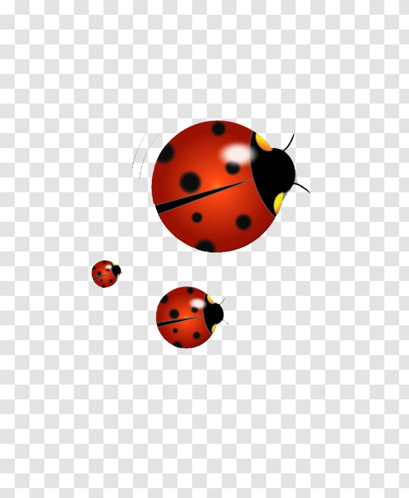 Ladybird Illustration - Insecte Vecteur - Ladybug Transparent PNG