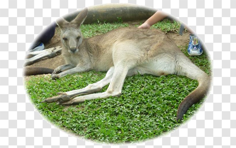 Kangaroo Kuranda Cairns Sydney Macropodidae Transparent PNG