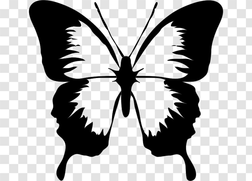 Butterfly Drawing Clip Art - Swallowtail Transparent PNG