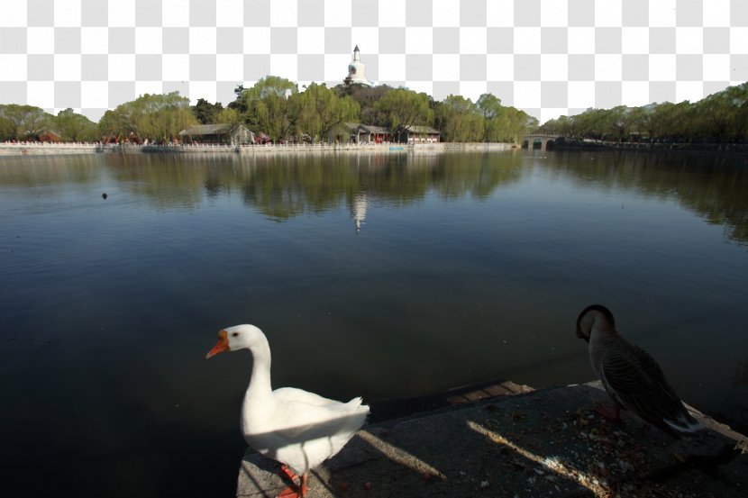 Beihai Park Peoples Natural Gas Odori - Ducks Geese And Swans Transparent PNG