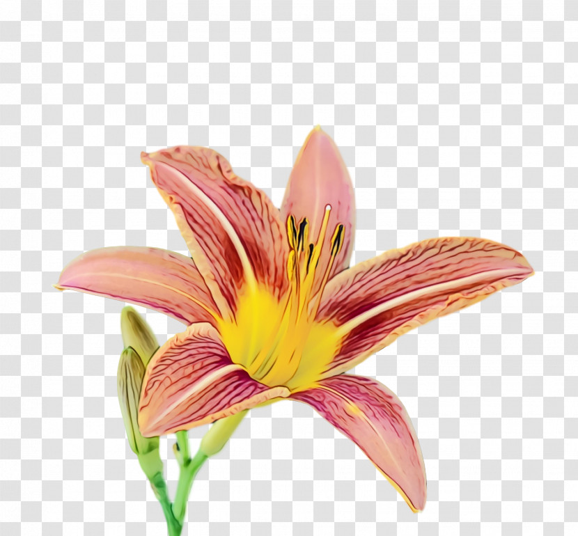 Cut Flowers Petal Daylilies Pink M Flower Transparent PNG