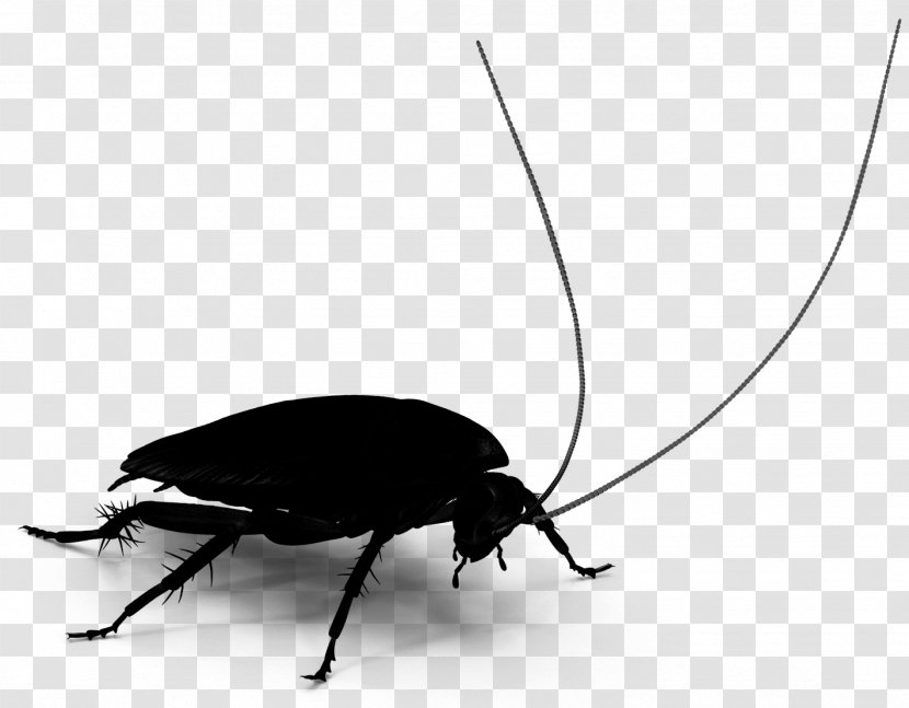 Cockroach Beetle Membrane Insect - Belostomatidae - Arthropod Transparent PNG