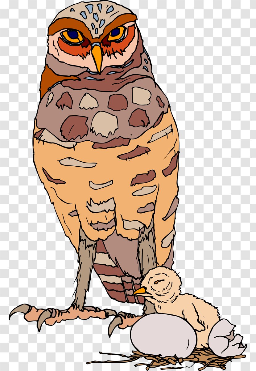 Owl Clip Art Bird Beak Illustration - Owlet Baby Care Transparent PNG