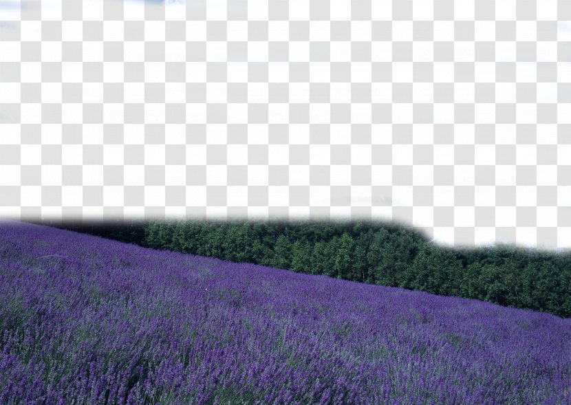 Purple - Meadow - Flower Seamount Edge Transparent PNG