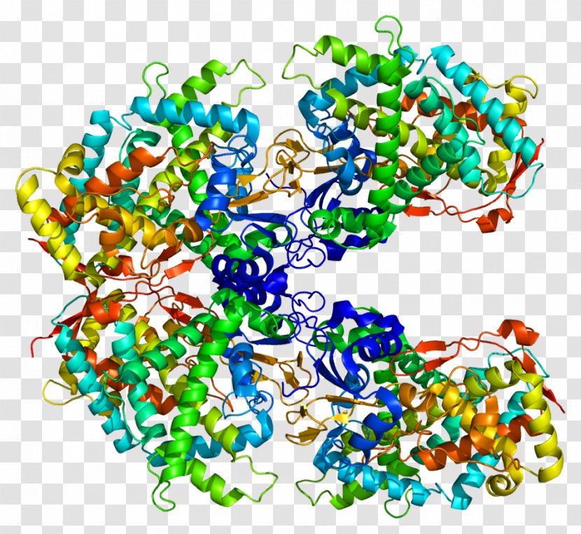 Cytochrome P450 CYP2A6 Structure Enzyme - Flower - Heart Transparent PNG