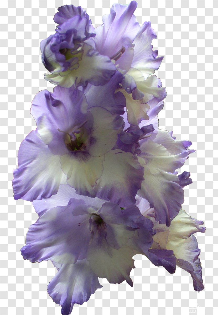 The Gladiolus Flower Bulb - Birth Transparent PNG