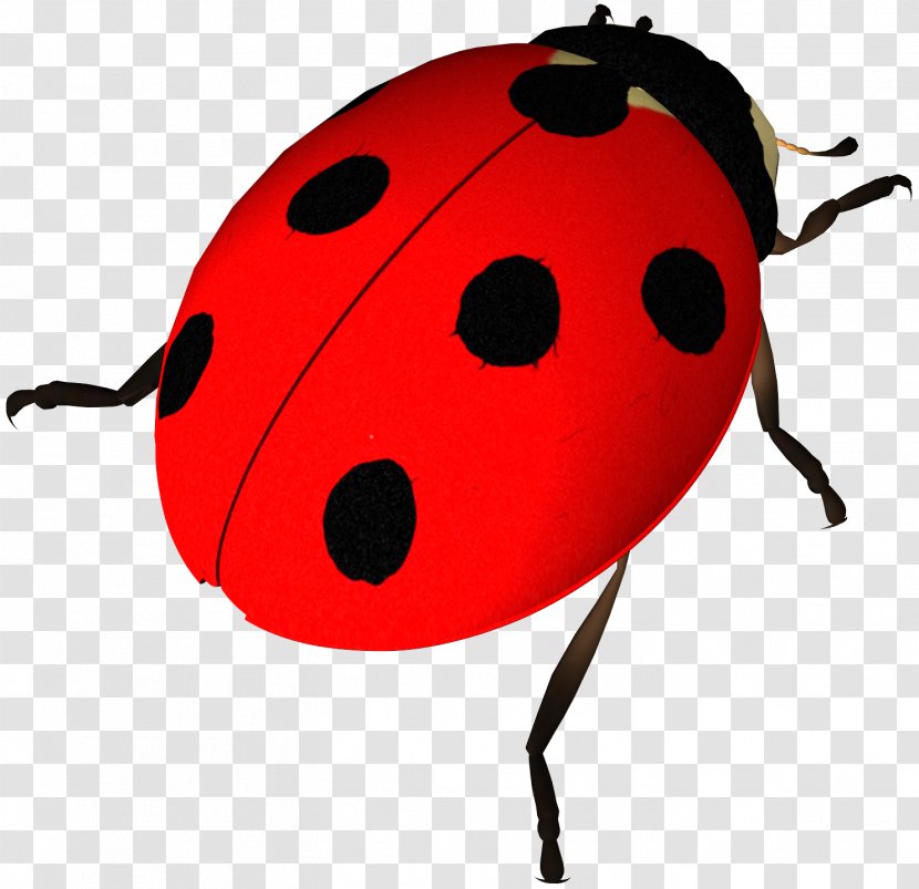 Display Resolution Ladybird Clip Art - Gimp - Beetle Transparent PNG