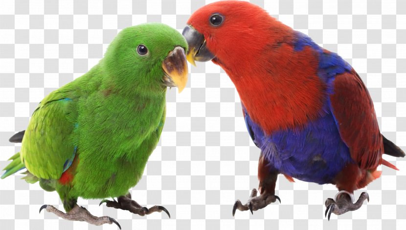 Eclectus Parrot Bird Budgerigar Cockatiel Cockatoo - Cage Transparent PNG
