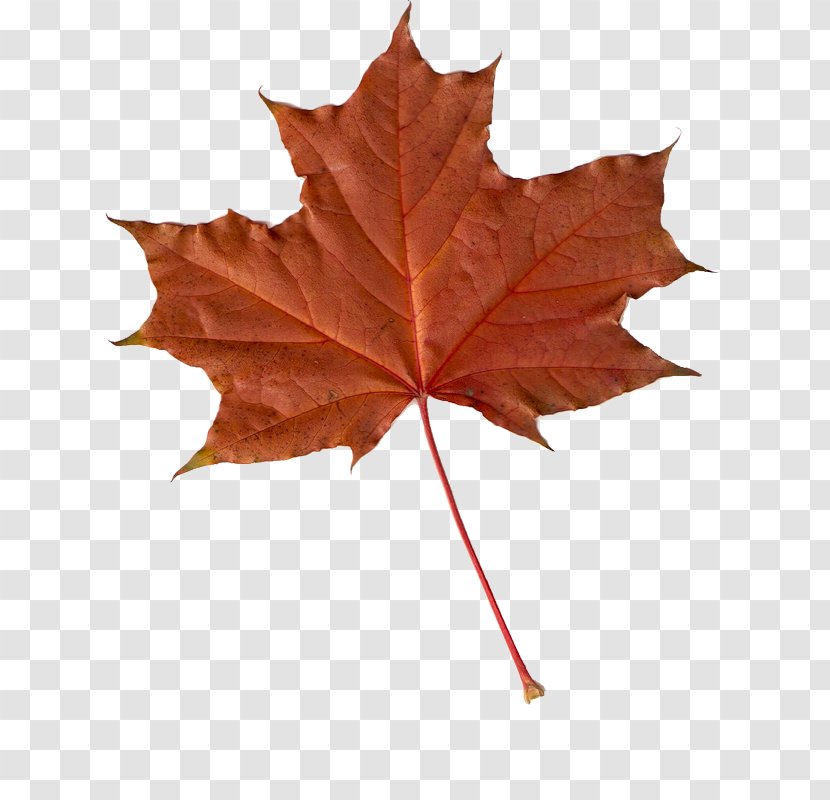 Maple Leaf Autumn Leaves Clip Art Transparent PNG