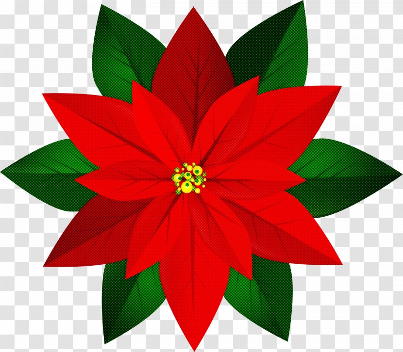 Poinsettia Flower Red Plant Leaf Transparent PNG